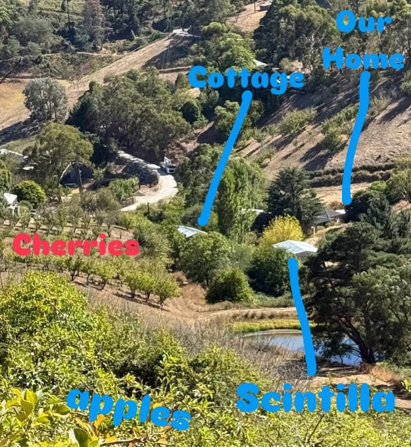 Damien Randell Stillness Poem (Spring ‘25 Grenache ROSÈ)